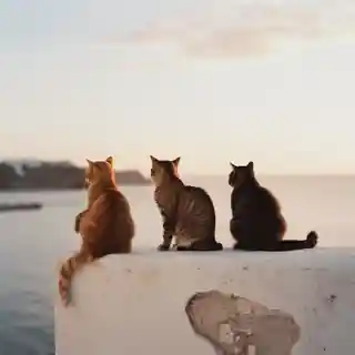 Katzen auf Fuerteventura