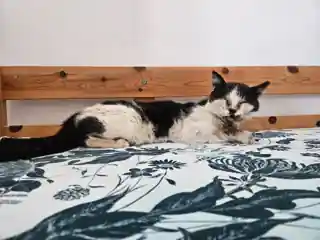 Gro, die Katze, mit der Beachside Whiskers begann